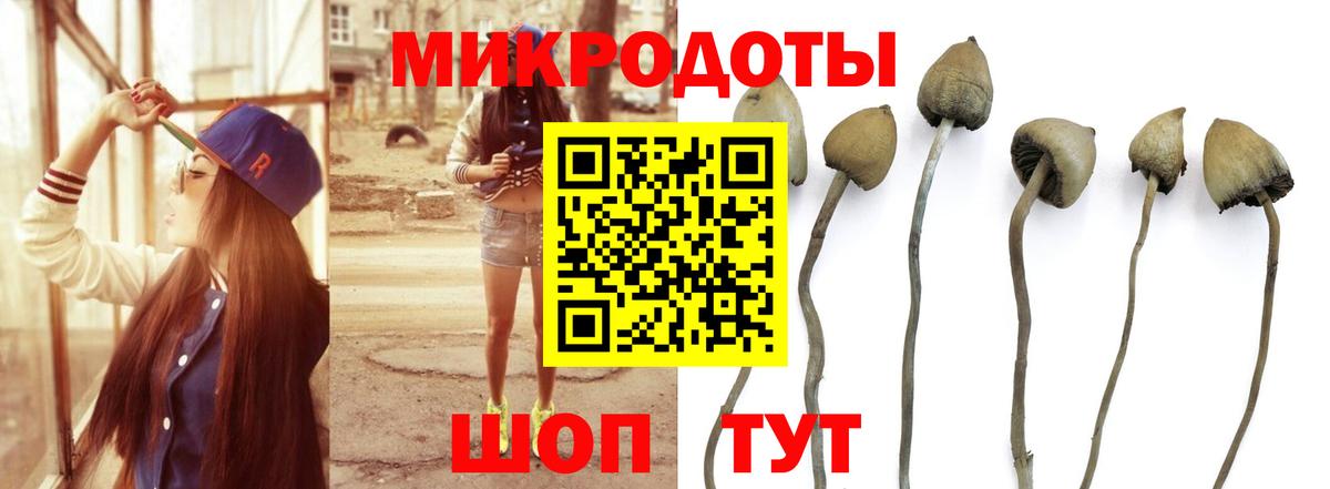 Псилоцибиновые грибы Psilocybe Якутск